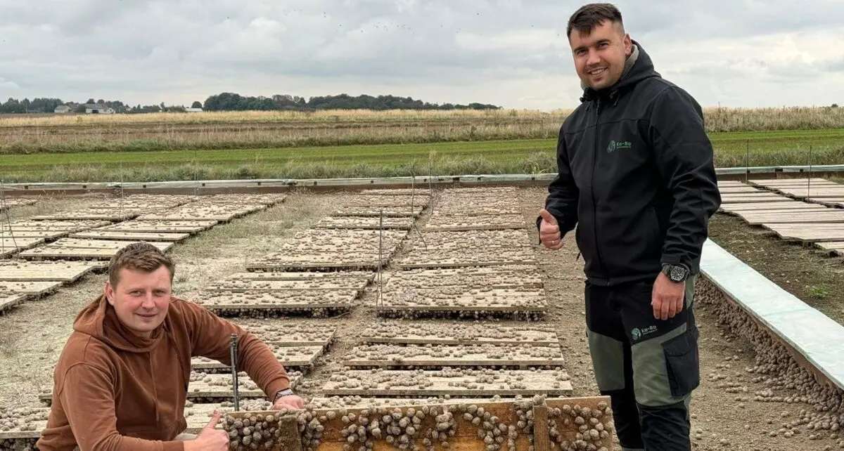 Hodowlą ślimaków w niewielkiej miejscowości Chybice zajęli się Karol i Robert, tworząc Świętokrzyską Hodowlę Ślimaków Ka-Ro. Pomimo początkowych trudności, dzięki zaangażowaniu i inwestycjom, firma produkuje obecnie około 50 ton ślimaków rocznie, głównie na eksport do Francji, Hiszpanii i Włoch. Ich historia pokazuje, że nawet z gminy Pawłów można osiągnąć sukces na europejskim rynku ślimaków.