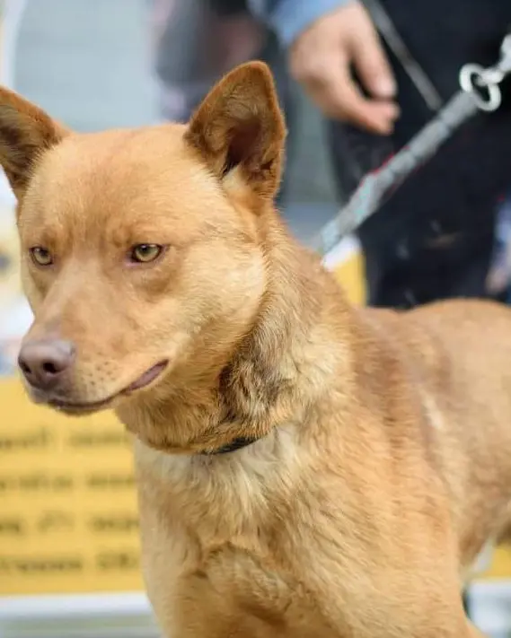 Icek, uroczy psiak z schroniska Rudnik, poszukuje domu. Ma niecałe 4 lata, jest grzeczny, spokojny i łagodny. Waży około 20 kg. Pomóż mu znaleźć kochającą rodzinę z ogrodem! Skontaktuj się ze schroniskiem pod numerem tel. 535361111.