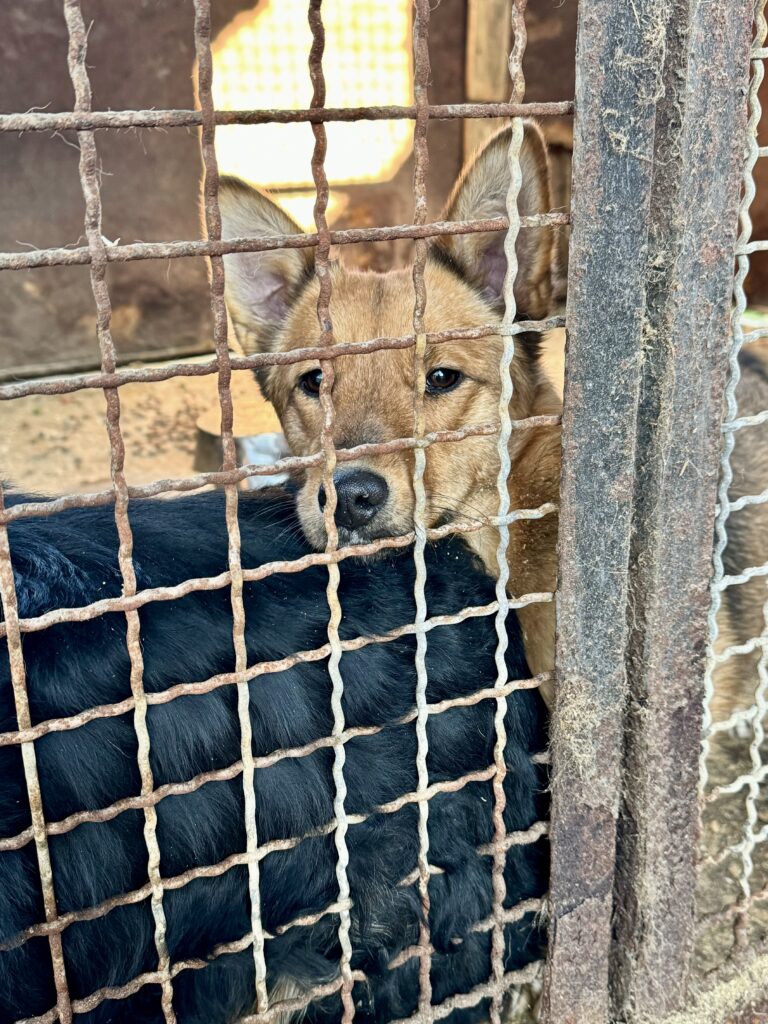 Adopcja psa lub kota – Schronisko Rudnik czeka na Ciebie