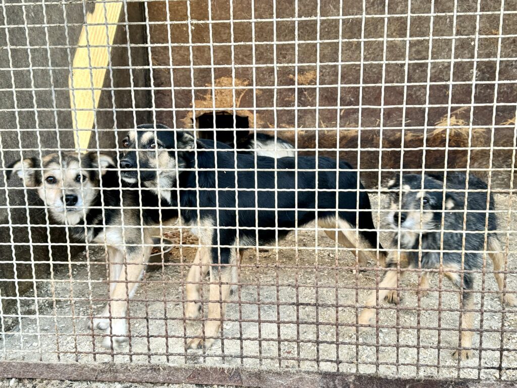 Adopcja psa lub kota – Schronisko Rudnik czeka na Ciebie