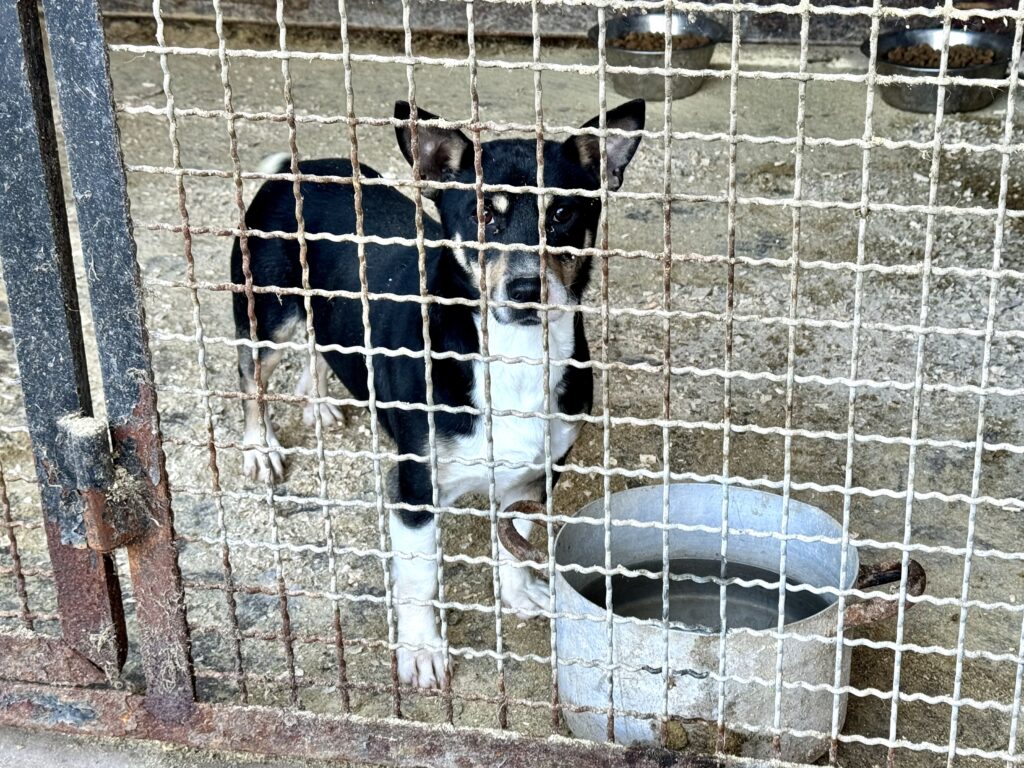 Adopcja psa lub kota – Schronisko Rudnik czeka na Ciebie