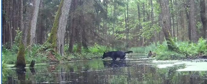 Nagranie foto-pułapki uchwyciło rzadkie zjawisko czarnych wilków w Polsce, budząc duże zainteresowanie badaczy. Czy ta mutacja genetyczna stanie się trwała w populacji? Badania genetyczne pomogą w zrozumieniu pochodzenia tego niezwykłego umaszczenia.