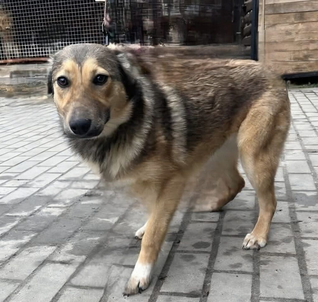 Helcia szuka domu! Młoda kochana suczka z Rudnika do adopcji