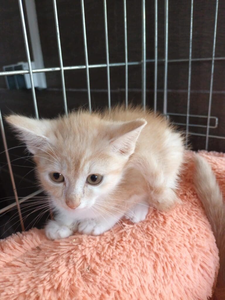 Kokos – uroczy kot do adopcji ze schroniska w Rudniku czeka na dom