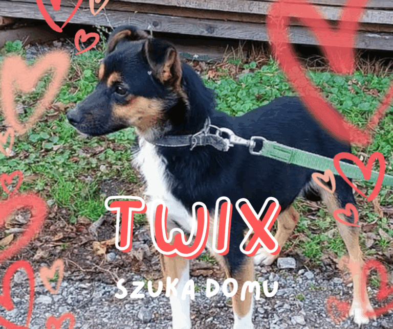 Twix czeka na dom. Trzyletni pies szuka swojego człowieka