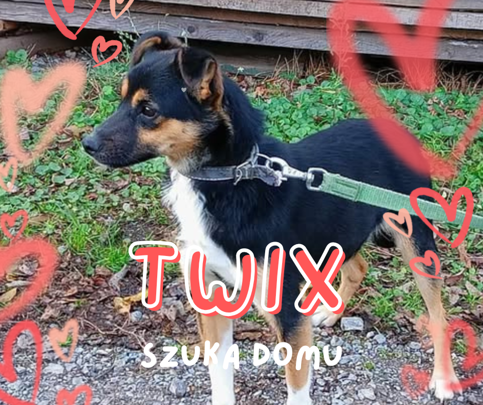 Twix czeka na dom. Trzyletni pies szuka swojego człowieka